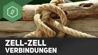 Zell-Zell Verbindungen