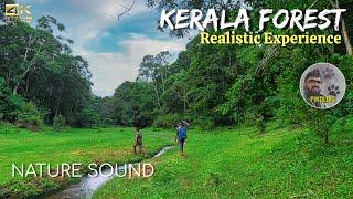 Realistic Trekking Experience in Kerala Forest | Green walk and Nature walk in Thekkady, Periyar