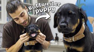 SEVİMLİ ROTTWEILER YAVRUSU! ( Hem Akıllı Hem Oyuncu! )