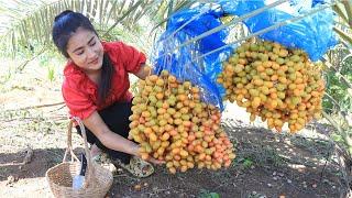 '' Date fruit '' Have you ever eaten date fruit before? - Harvest date fruit and cooking