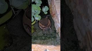 You Will Never Believe the Sound of This Bull Frog!!! #travel #thailand #animals #wildlife
