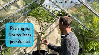 Pruning my Pre-Bonsai Mountain Ash Trees