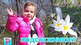 Подснежники - первые весенние цветы! Весна пришла собираем подснежники