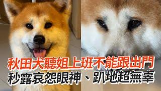 秋田犬聽姐上班不能跟出門趴地露哀怨眼神｜寵物動物｜狗狗｜精選影片