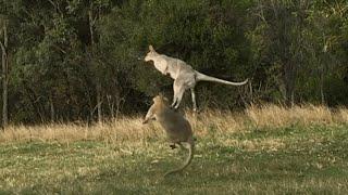 Kangaroos Fighting