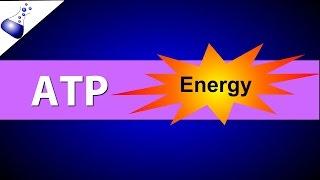 ATP (Adenosine Triphosphate)