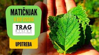 MATIČNJAK (lat. Melissa officinalis) U BIOUZGOJU (2022) [TRAG BILJKE]