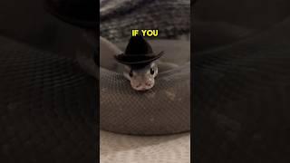 NEVER Do This To A Snake  #viral