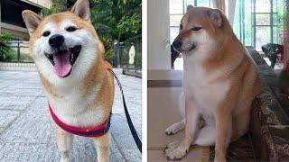 Знаменитый мемный пес умер в Китае