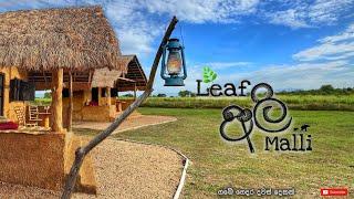 Leaf Ali Malli Thanamalwilla | කැලේ මැද තියෙන අමුතු හෝටලයේ දවස් දෙකක් | #leafalimalli #thanamalwila