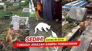 SEDIHH !! 3 KUCING SETIA INI TUNGGUI J3NAZ4H SAMPAI DI P3MAK4MAN