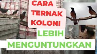 Untung BERLIMPAH & EFISIEN Ternak Murai Batu Koloni