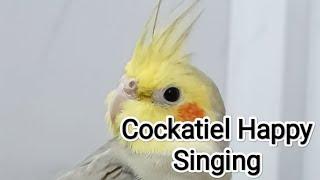 Cockatiel Happy Singing Dancing 