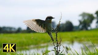 Im Revier der Braunkehlchen (Whinchat / Saxicola rubetra) [4K]