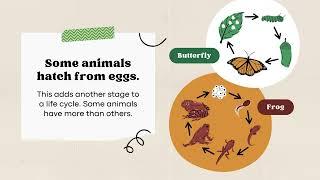 Life Cycles of Humans and Animals Presentation