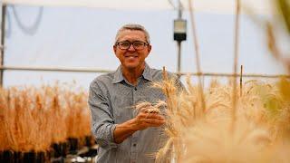 Long coleoptile wheat: Nationwide trial explores 'game changing' wheat varieties