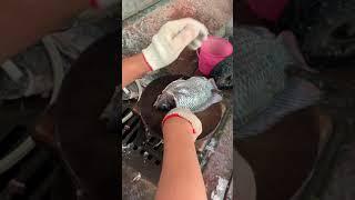 超快速片魚手法！台灣鯛 片魚肉