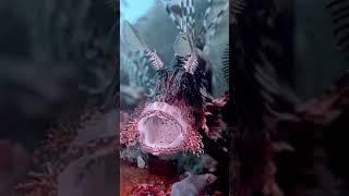 Old man lion fish is feeling a little sleepy || animal life || animal life
