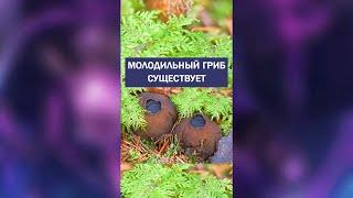 Молодильный нектар из этого гриба люди пьют для здоровья #shorts