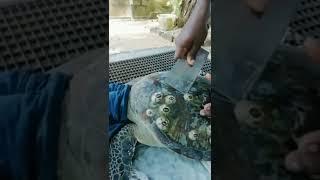 Rescue Sea Turtle, Removing Barnacles Poor sea Turtle