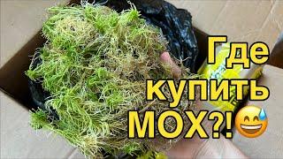 «Кировский мох» - лучшее, что вы можете дать своим орхидеям!