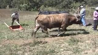 Tillers International RELATA Road Building with Oxen 2001