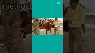 method of giving intramuscular injection in animals#shorts #viral #virulshorts @ Dr Alok Vet Club