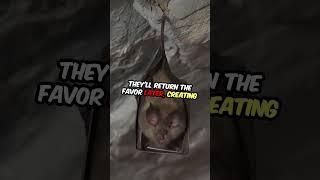 Vampire Bats Surprising Social Bonds Revealed! #didyouknow #wildlife #nature #funfacts #bat #bats