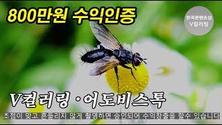 꽃의 꿀을 먹는 기생파리 촬영! 자면서 쉴때도 돈이 들어오는 부업 V컬러링,어도비스톡 수익창출