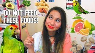 Toxic Foods You Should NOT Feed Your Bird! | Three Minute Thursday