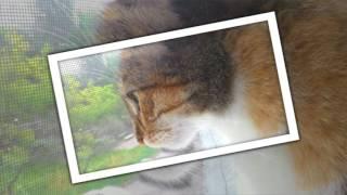 My Animals