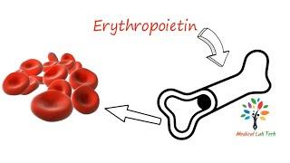 Regulation of erythropoiesis ।l #pathogenesis ll #barman_sir