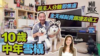 #MM｜10歲雪橇犬與主人分離 即不斷吠叫和哀鳴 曾咬破鐵籠逃走 主人需要24小時貼身照顧 為愛犬放棄行商場、買玩具、去戲院睇電影 與女友分開獨自旅行 每日帶狗返工一齊開會、見老闆 ｜#700萬種生活