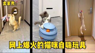 网上爆火的猫咪自嗨玩具 |郭小嚜