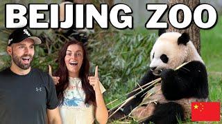 British tourists see Pandas for the first time 