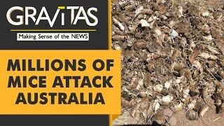 Gravitas: Mouse plague in Australia