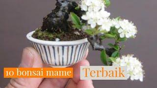 BONSAI MAME JUARA || 10 TERBAIK