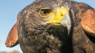 Birds of Prey at Herstmonceux Castle