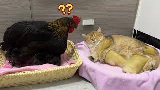 The hen was amazed to see the kitten hugging the duckling tightly and falling asleep.cute funny
