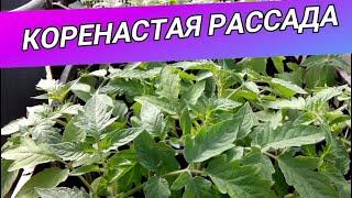  ЧЕМ ПОДКАРМЛИВАТЬ РАССАДУ. СБАЛАНСИРОВАННОЕ УДОБРЕНИЕ