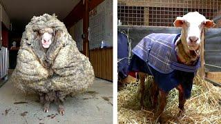 Overgrown Sheep Gets 70 Pounds of Wool Sheared Off