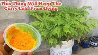 How to save your curry Leave plant from Dying || homemade fertilizer for curry leaf plant