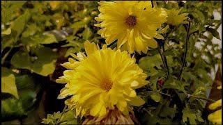 Rooftop terrace garden flowers & plants vegetables organic fruits homegrown organic Ribesh Kick_2st.