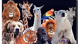 Animals in the Zoo - easy learning 24