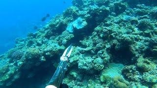 Spearfishing 3.12.2022