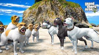 PİTBULL AİLESİ TATİLCİ KEKO ROTTWEILER ÇETESİYLE DÖVÜŞÜYOR! - GTA 5 PİTBULL'UN HAYATI