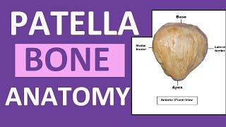 Patella Anatomy | Patella Kneecap Bone Review