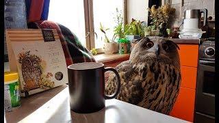 Tea with an owl, herbs and bees. The cats are looking for spring, the owl brews tea from the owls