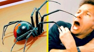 Conquer Your Fear of Spiders