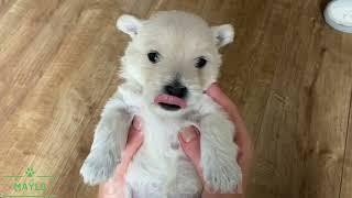 West Highland White Terrier from birth up to 8 weeks 